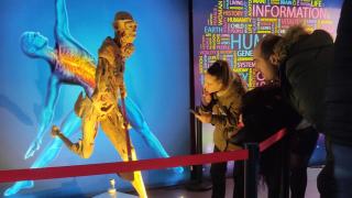 'Bodies Evolution', la exposición que ha dado la vuelta al mundo, podrá visitarse en A Coruña hasta enero de 2026