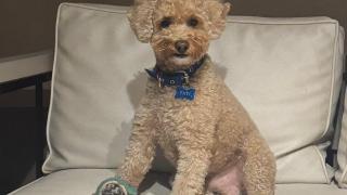 Un perrito en un sofá.