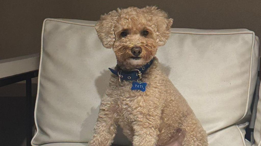 Un perrito en un sofá.