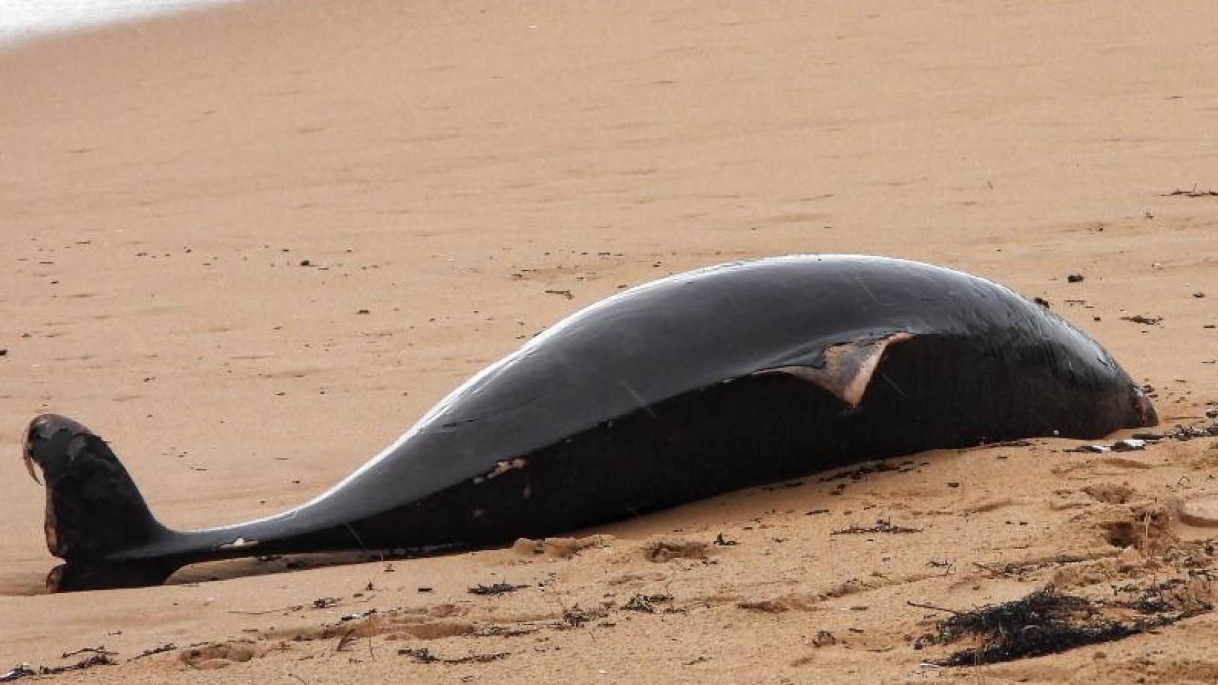 Aparece varado en la playa de Mera, en Oleiros (A Coruña), un cetáceo en peligro de extinción