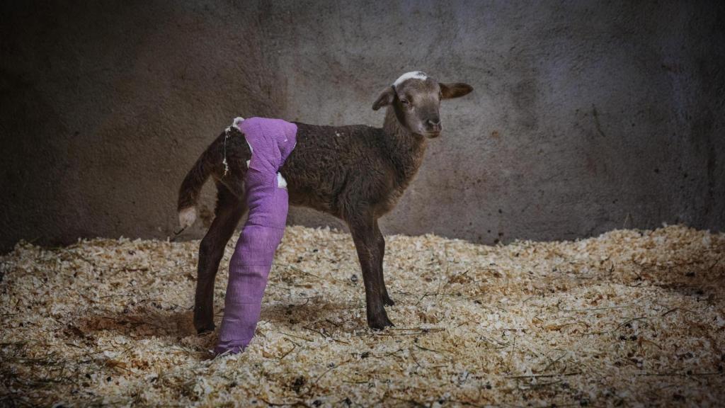 Una cabra con una pata rota. Fotografía que hace parte del proyecto 'Sanctuaria'.