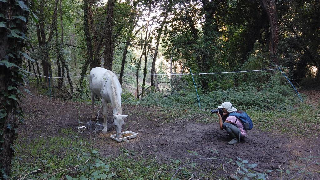 Ana Palacios tomando la foto de un caballo en la naturaleza.
