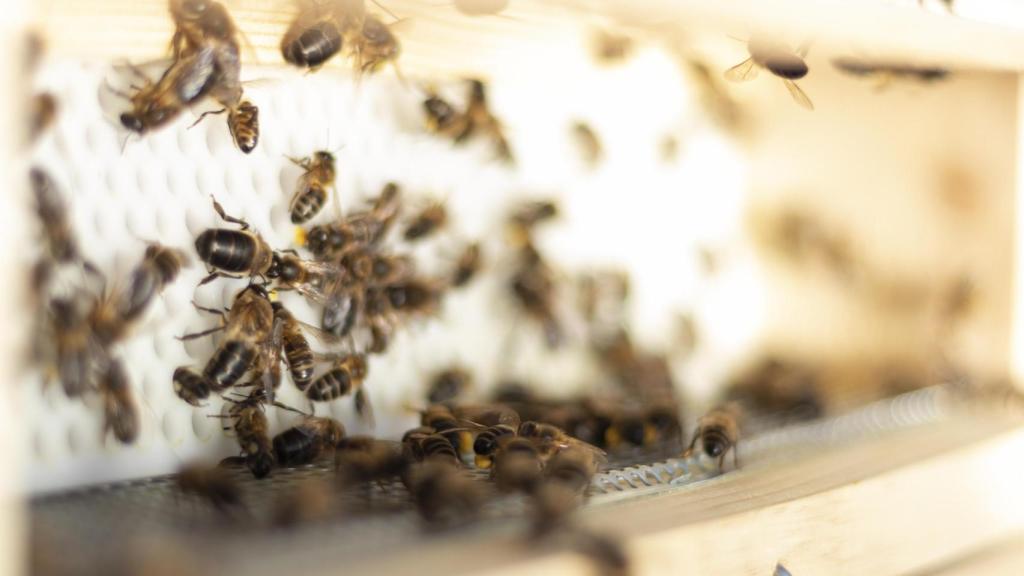 Abejas de Arroyo Miel.