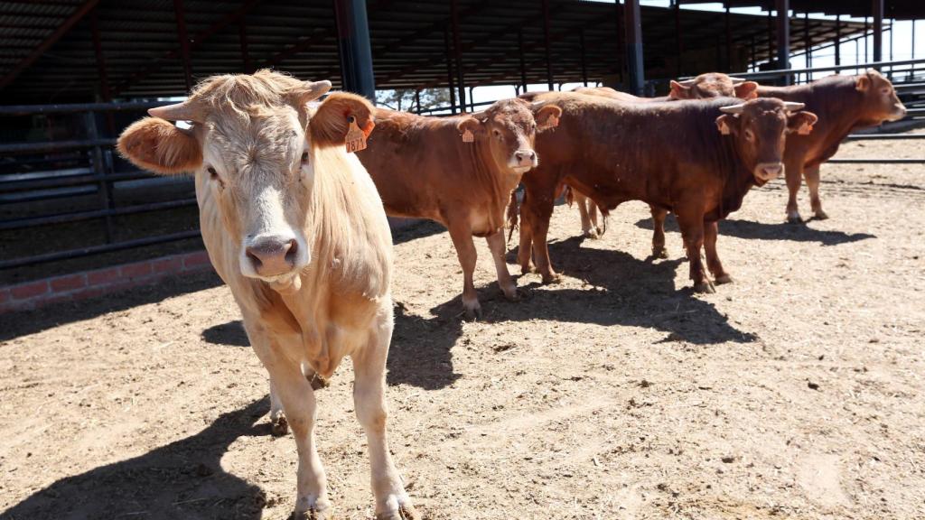 Varias terneras en una finca ganadera de Toledo.