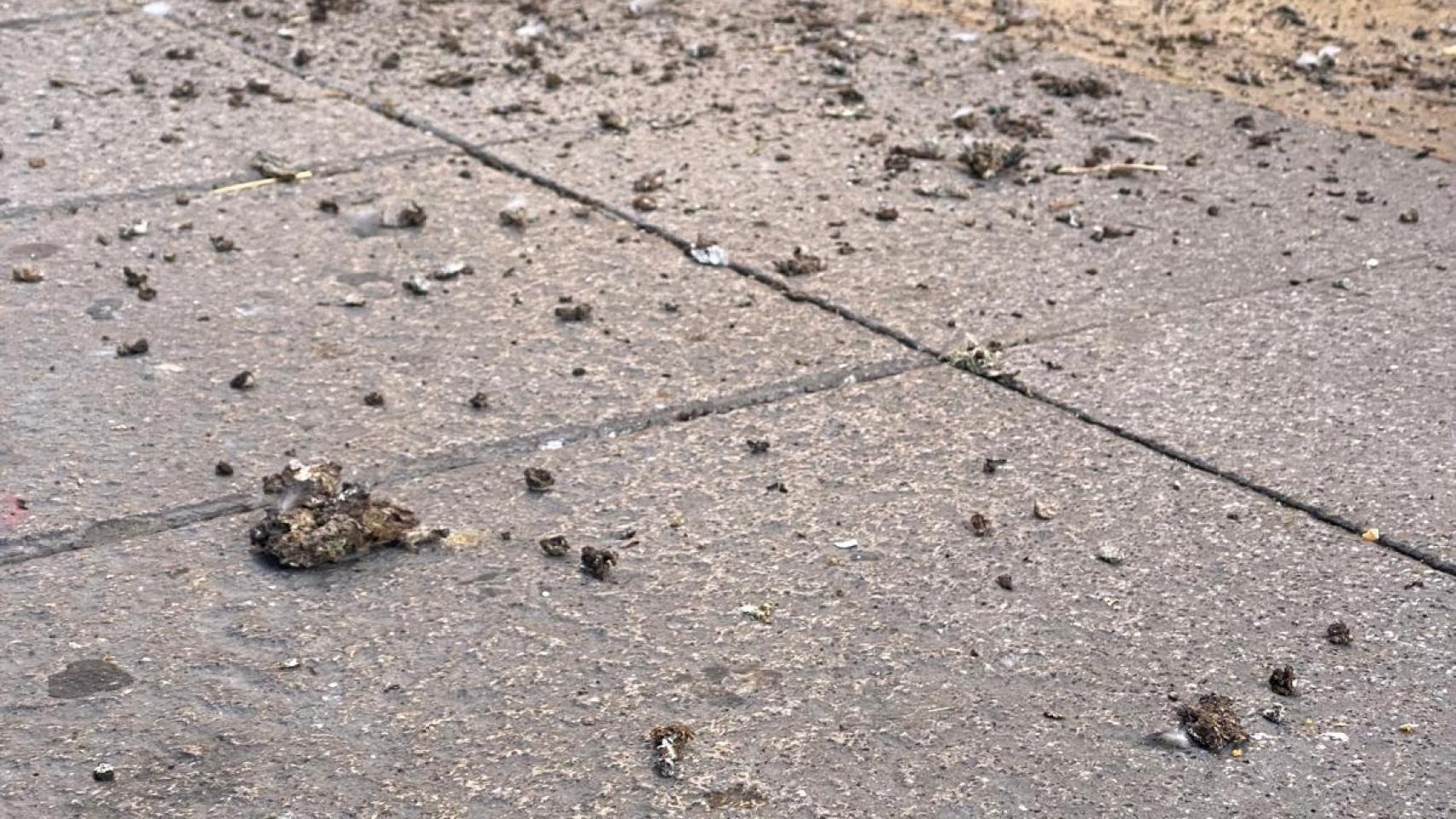 Clip de un vídeo donde se ven excrementos de paloma.