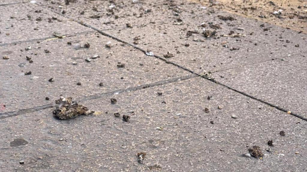 Clip de un vídeo donde se ven excrementos de paloma.