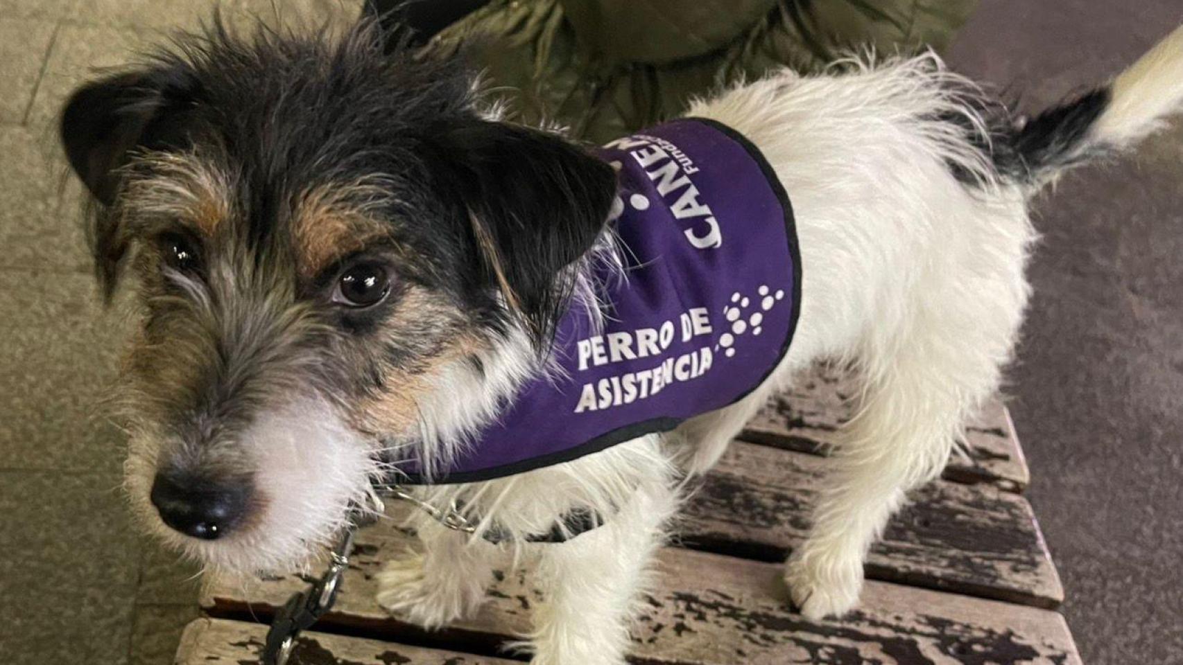 Bono, el perro de asistencia para la diabetes de María José Salmerón.