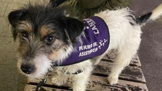 Bono, el perro de asistencia para la diabetes de María José Salmerón.