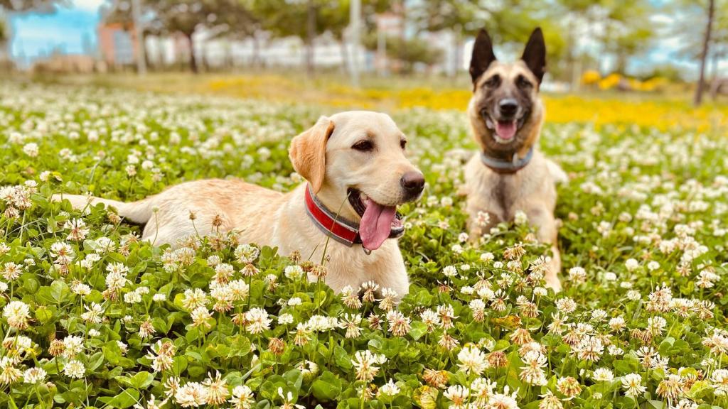 Z y Fabla, perros de asistencia.