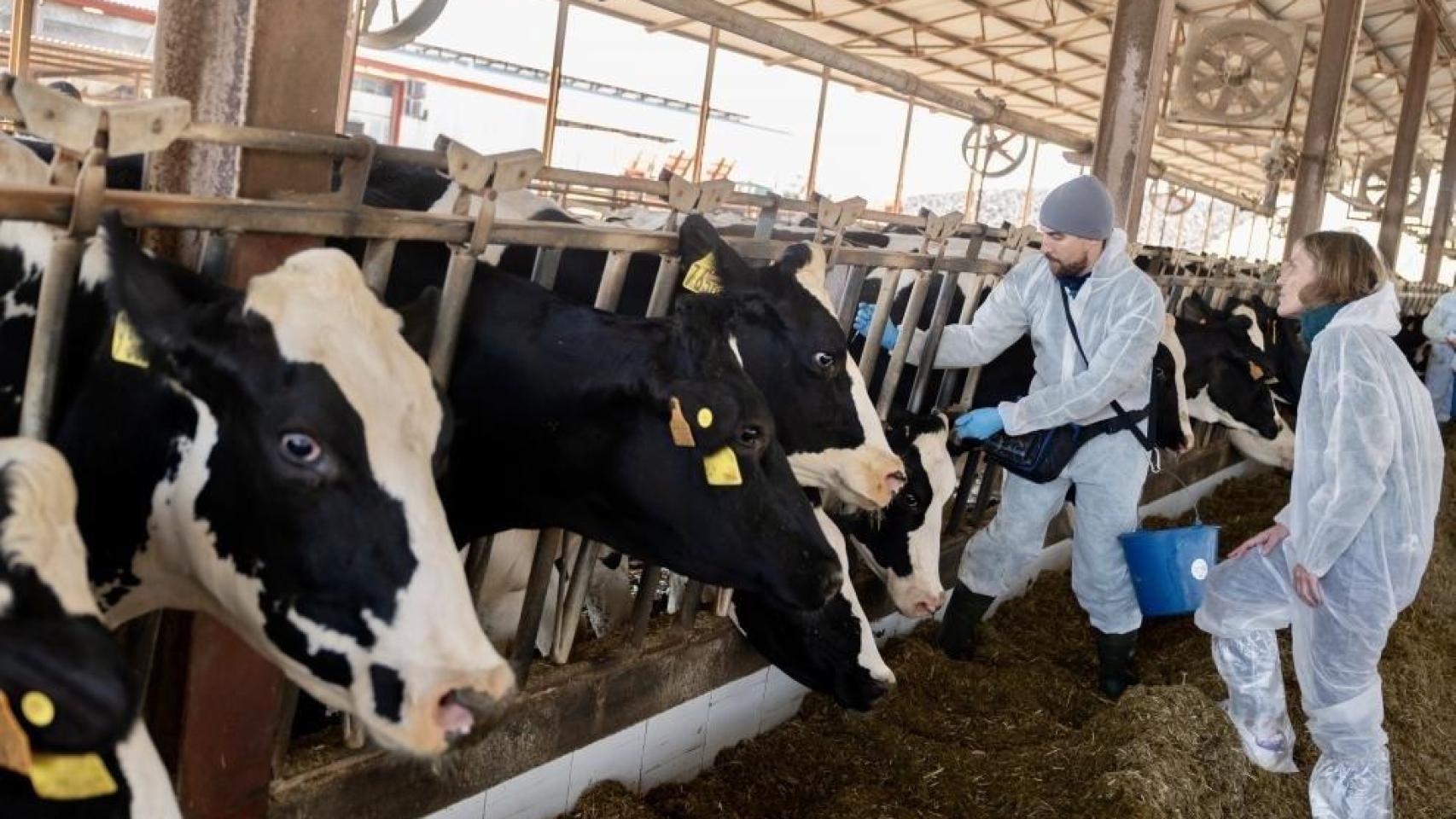 Una granja de vacas.