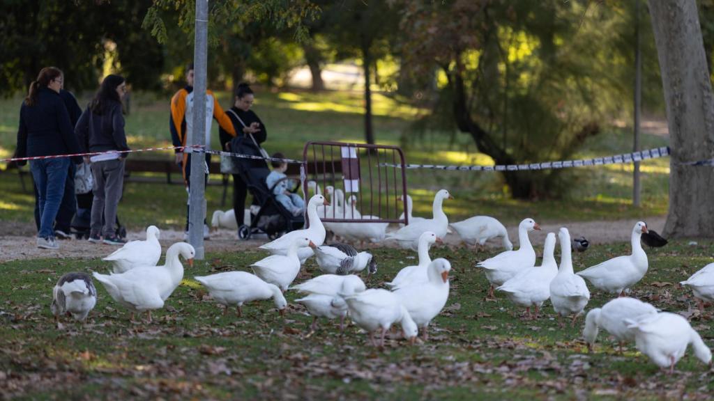 Zona de prevención contra la Gripe Aviar en el parque del Soto de Móstoles.