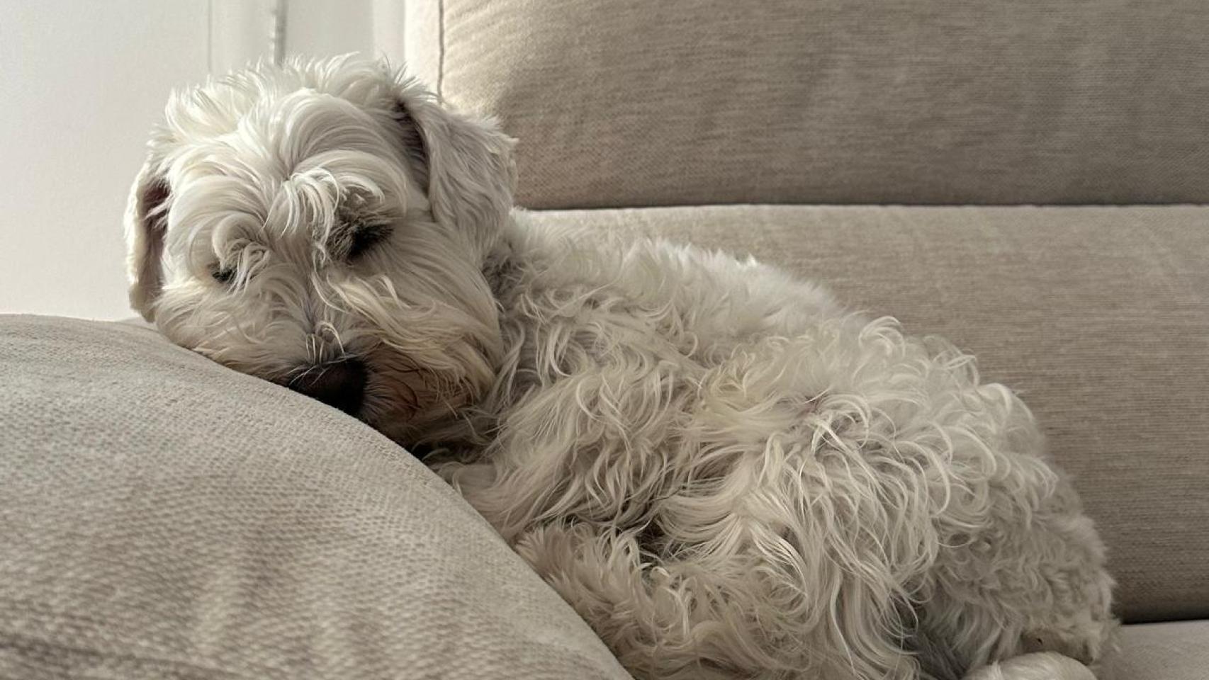 Roque, el perro de Lola.