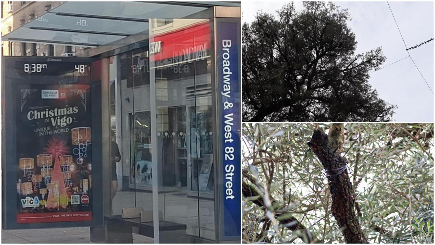 Las dos caras de la Navidad de Vigo: anuncios en Broadway y polémica con el Olivo centenario