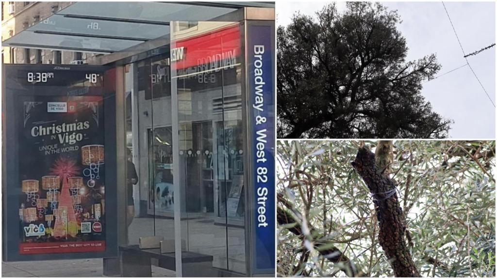 Las dos caras de la Navidad de Vigo: anuncios en Broadway y polémica con el Olivo centenario