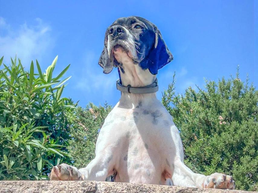 Dina, la perrita trufera de Félix Día. Él mismo la adiestró para cazar trufas.