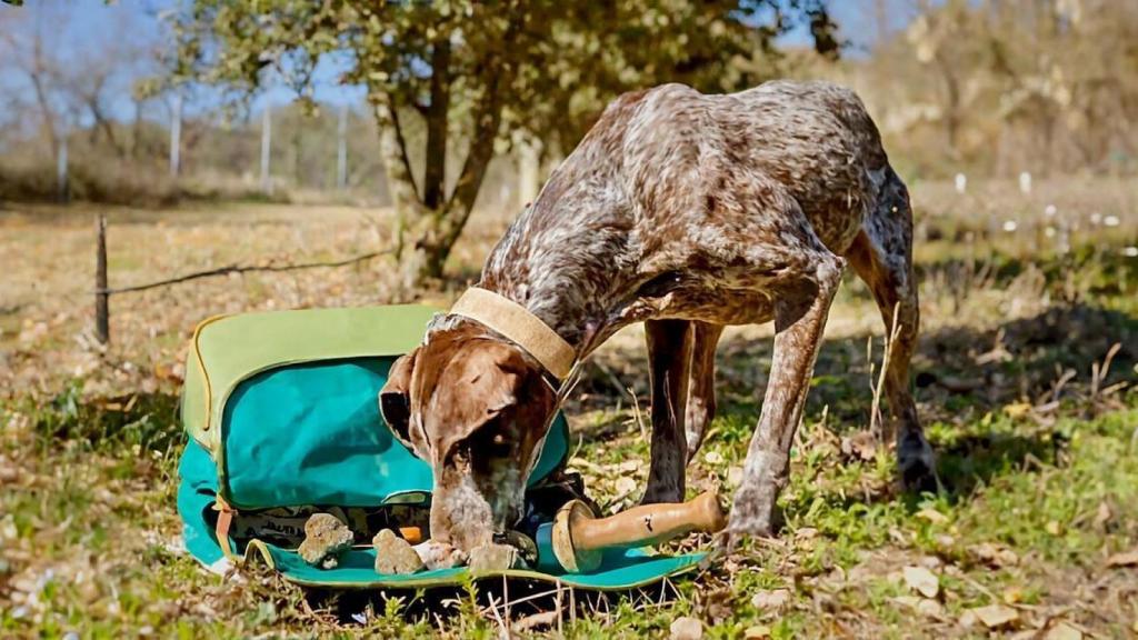 Panchi, una de las dos perras truferas del cazador Vicente, de Bellestar, en el municipio de Graus (Huesca).