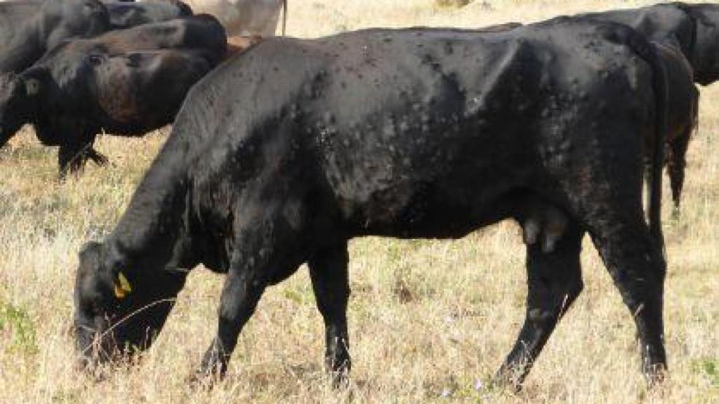 Ganado vacuno con sintomatología evidente (nódulos) de dermatosis nodular contagiosa.