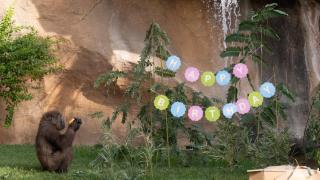 Ekan celebrando su quinto cumpleaños en Bioparc Fuengirola.
