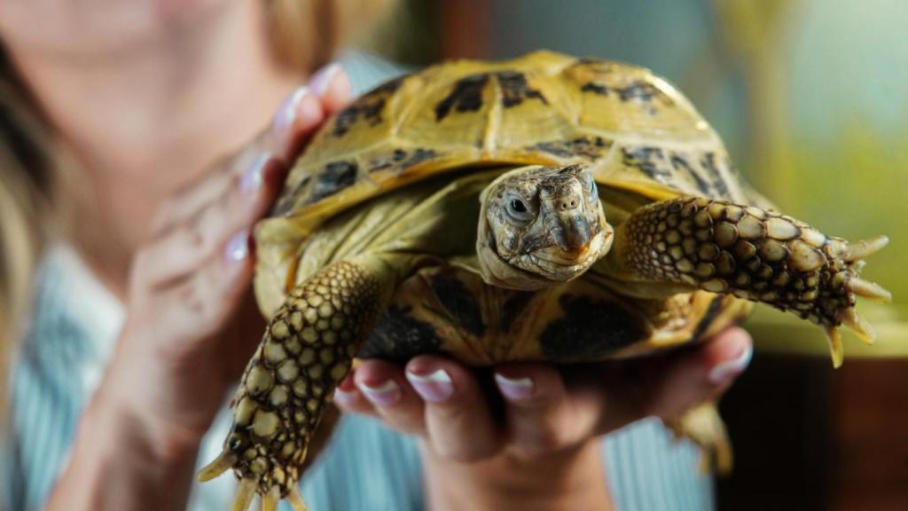 Una tortuga en manos de una mujer.