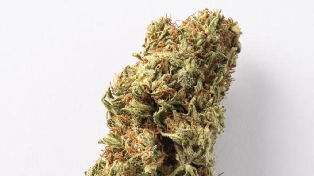 Una planta de cannabidiol.