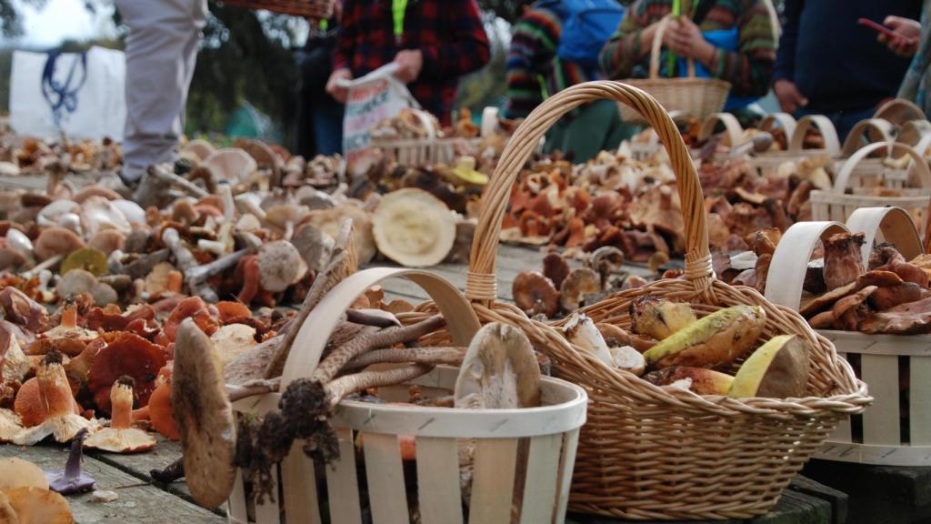 Foto: Diputación de Toledo.