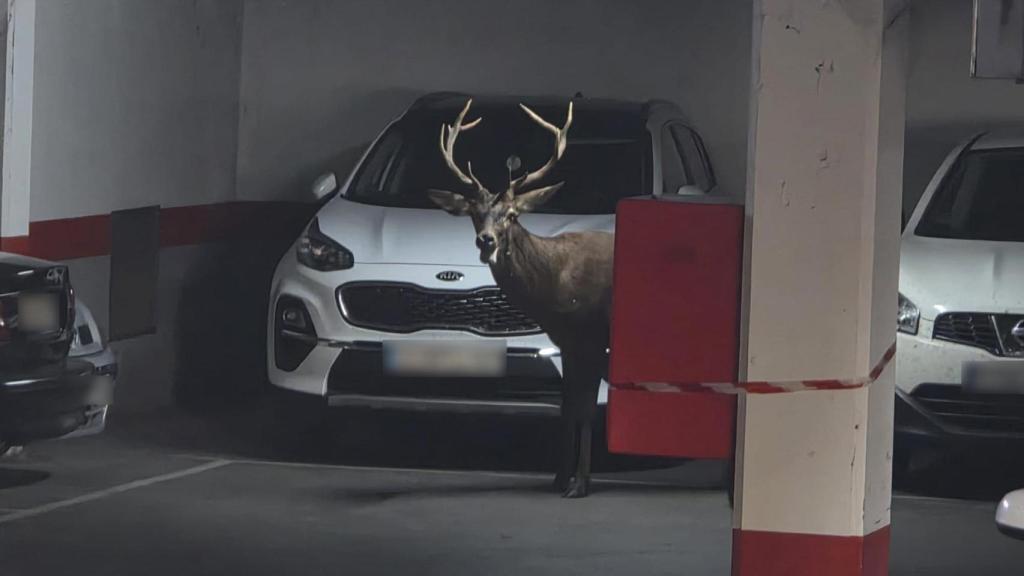 El ciervo que se ha colado en el parking de San Martín de Zamora