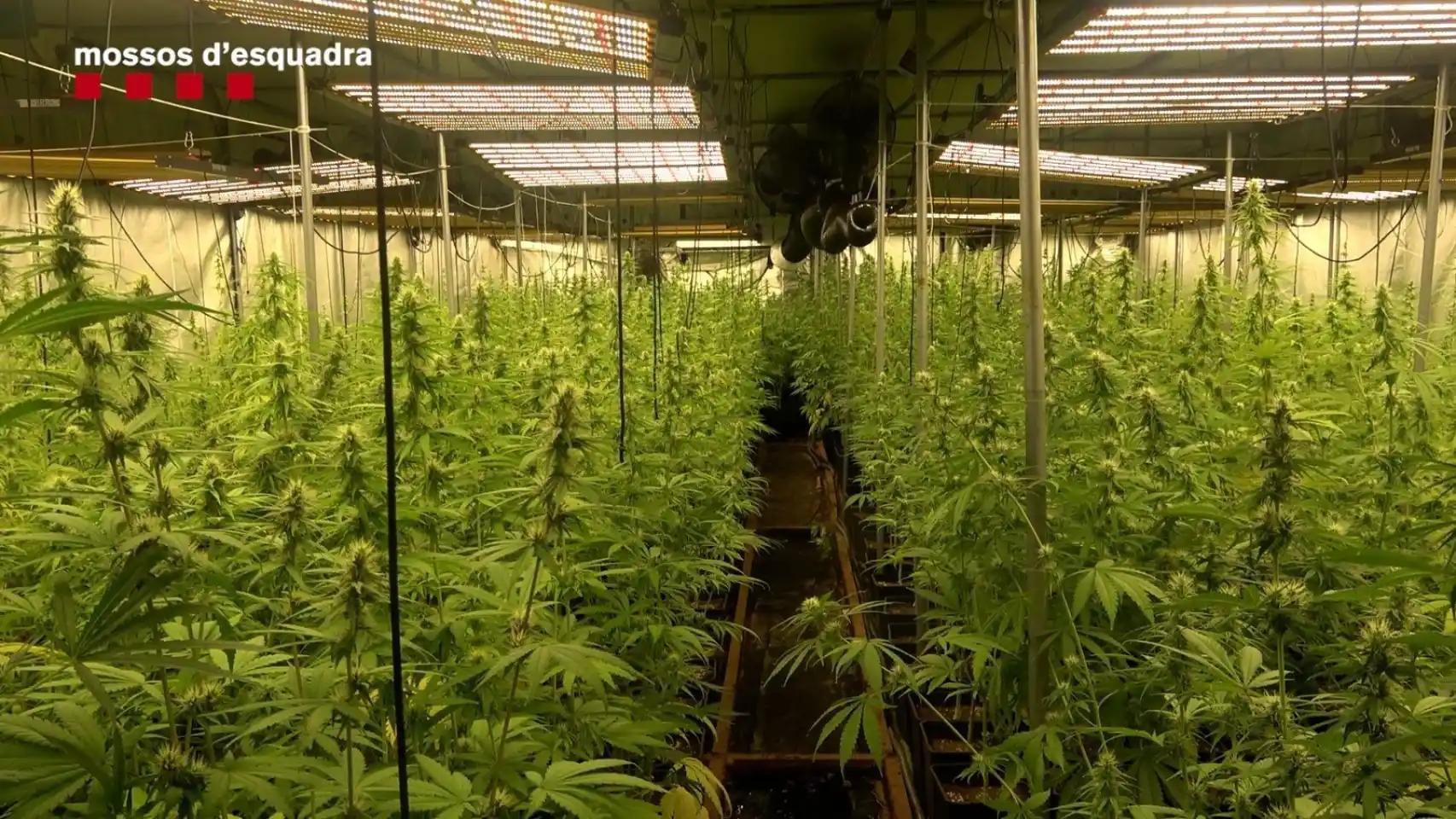 Imagen de archivo de una plantación de marihuana.