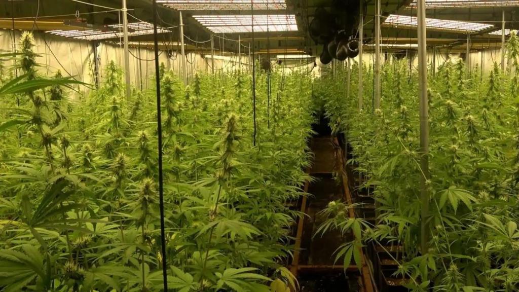 Imagen de archivo de una plantación de marihuana.