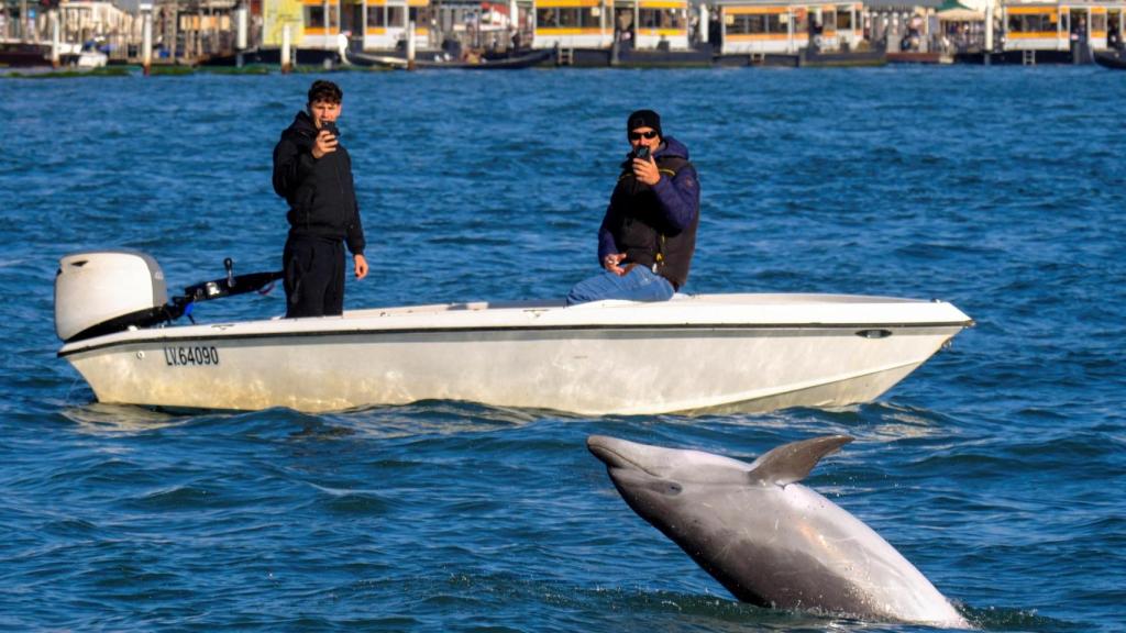 El delfín 'Mimmo', fotografiado por dos turistas en Venecia.