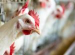 Hasta 1.200 municipios confinan a gallinas y pollos, desde Andalucía a Cataluña, ante el avance de la gripe aviar