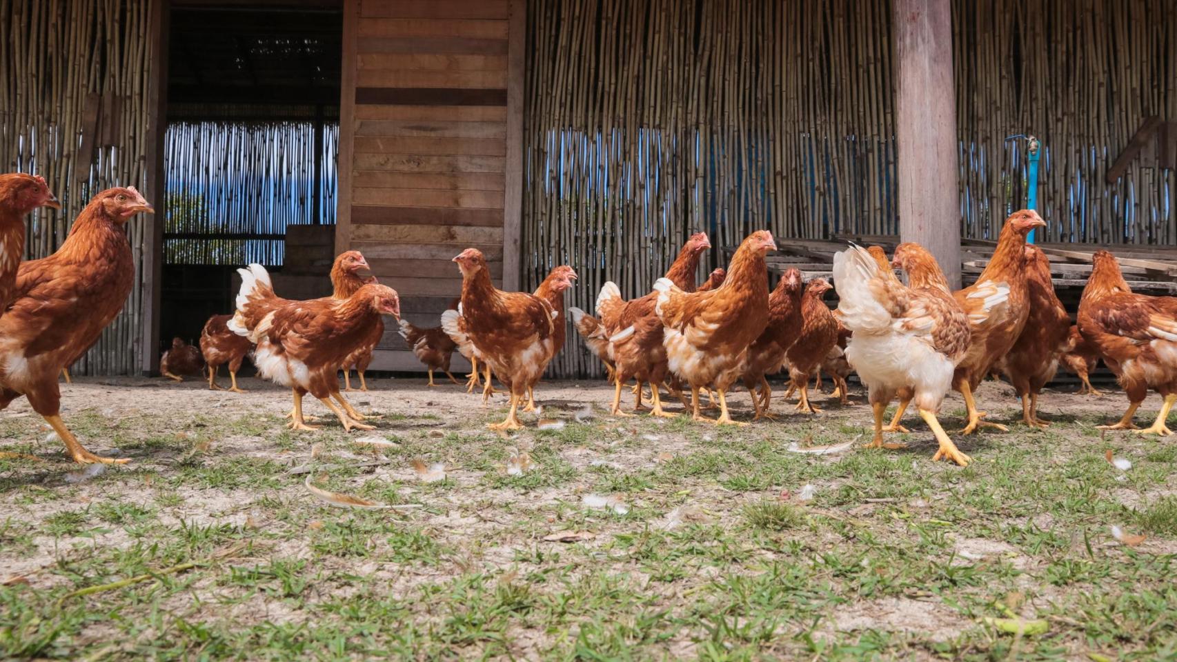 Gallinas camperas.