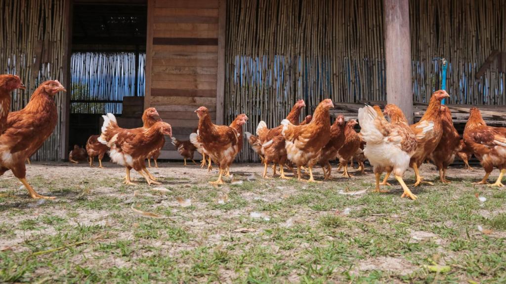 Gallinas camperas.