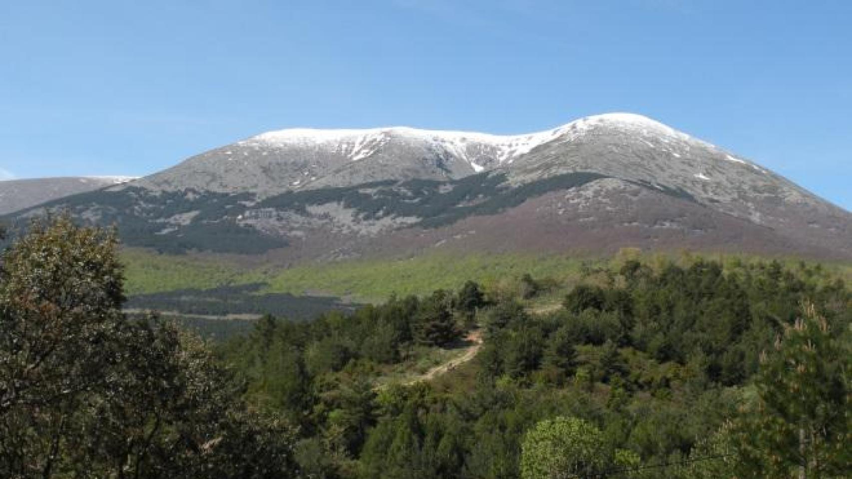Pinares del Parque Natural del Moncayo