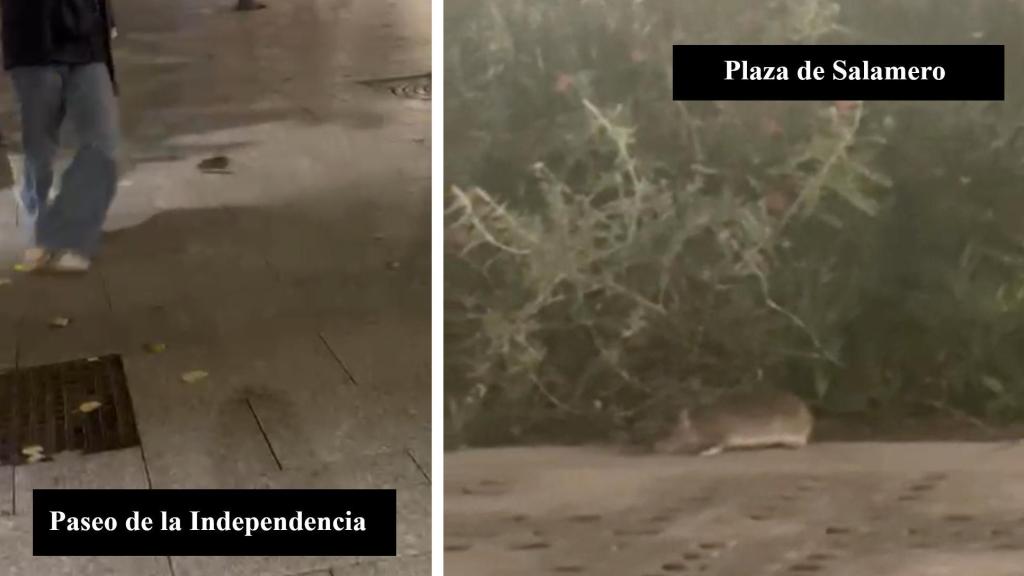 Las ratas, en el centro de Zaragoza.