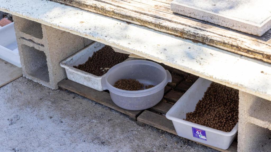 Imagen de recurso, tomada en el año 2024, de una de las colonias felinas en la ciudad de Toledo.