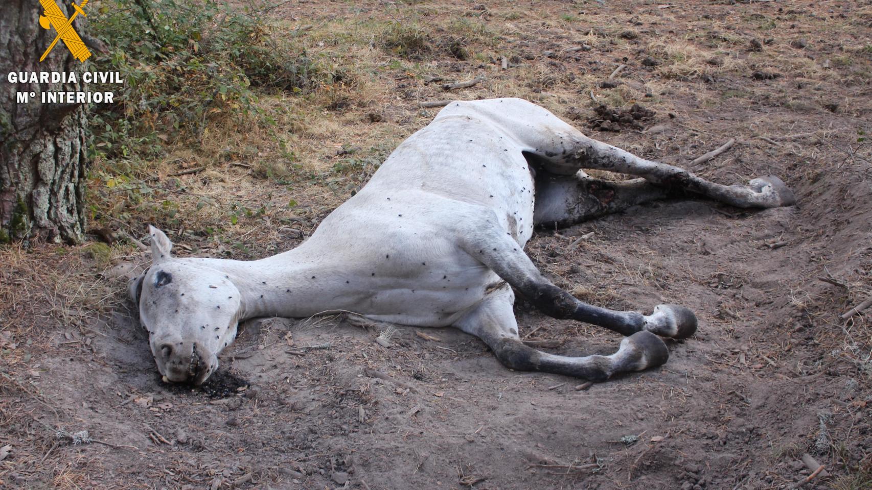Imagen de la yegua que dejó abandonada su propietario en El Espinar