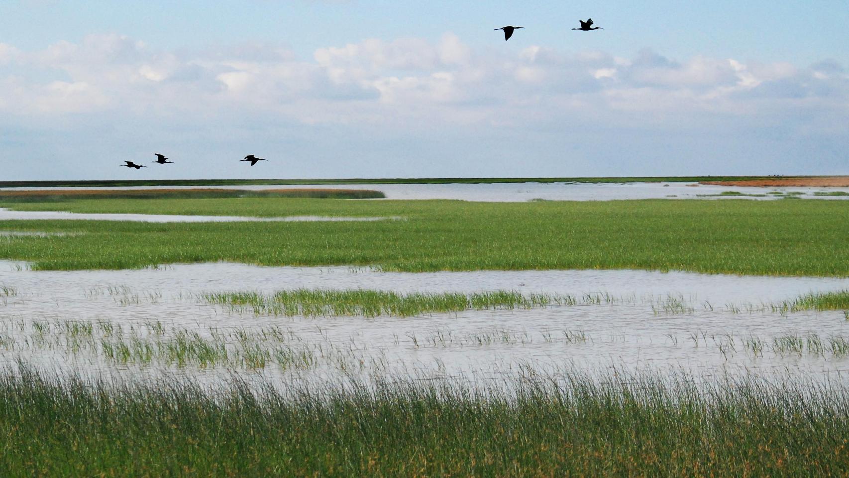 Parque Nacional de Doñana, España.