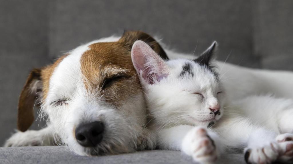 Un perro y un gato acostados.