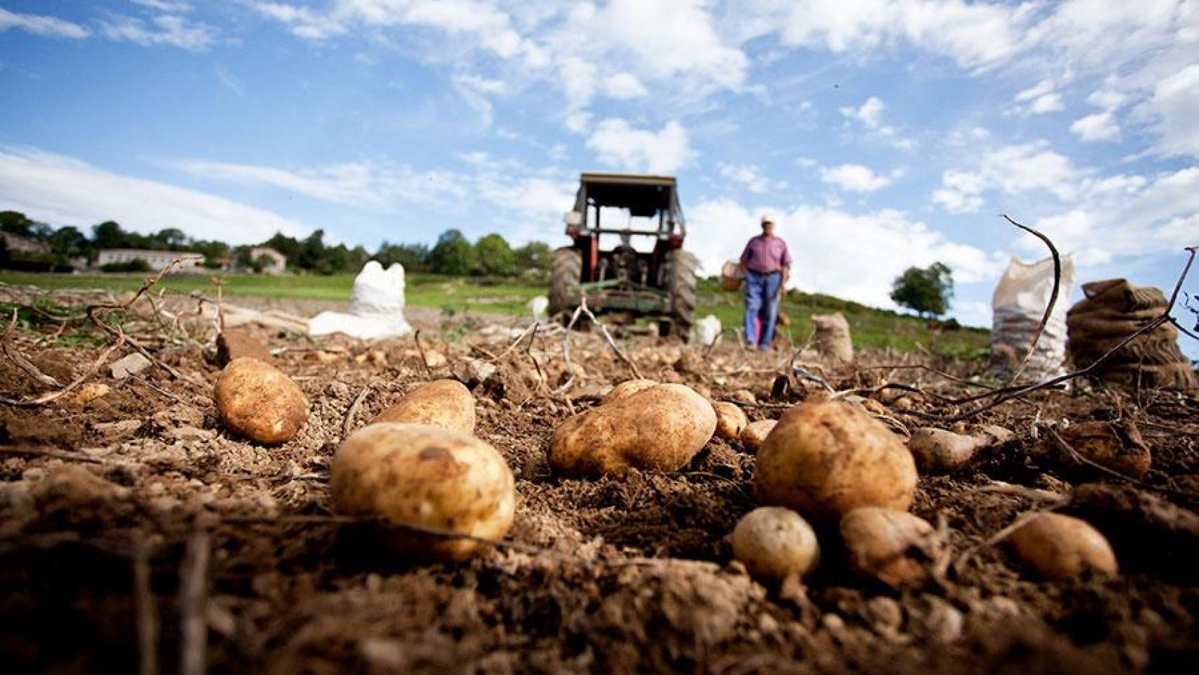 Trumfa de la Vall de Camprodon - Producte del Ripollès