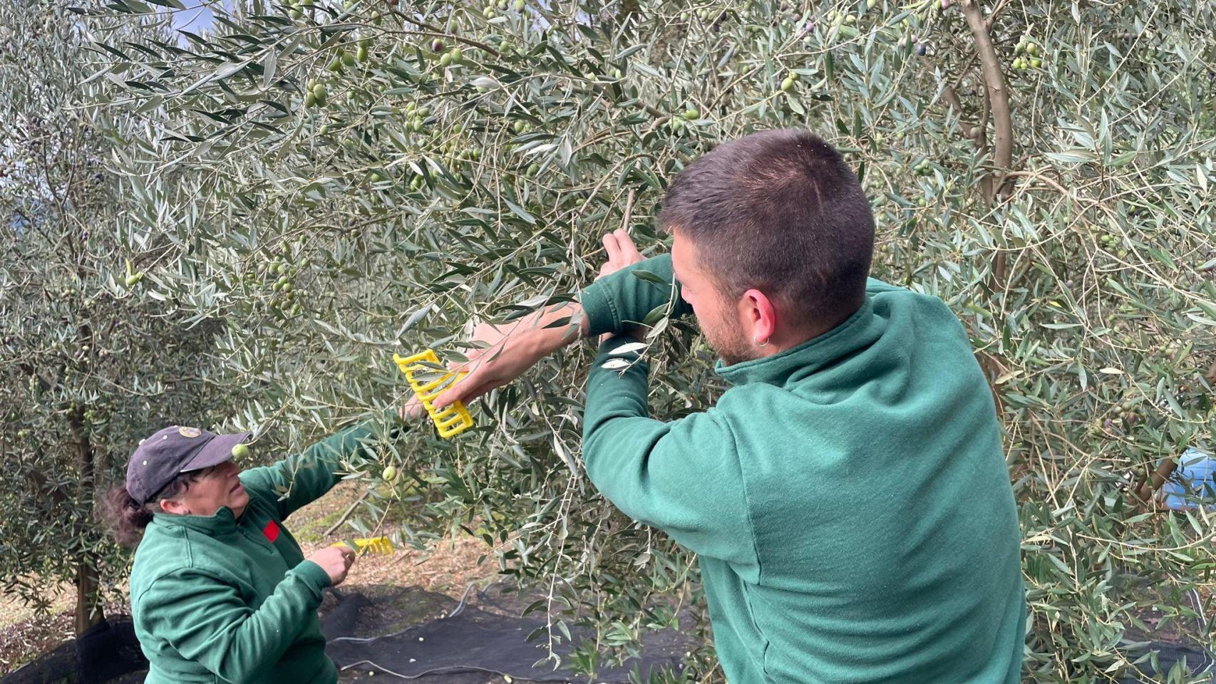 Dos operarios recogen olivas para elaborar aceite en Ourense.