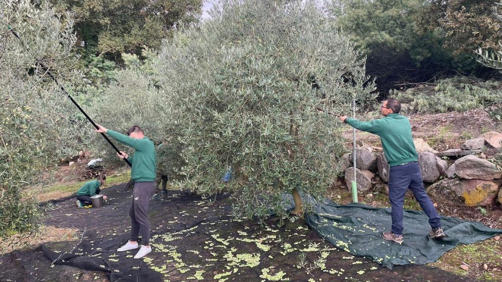 Trabajos de recogida de oliva en Cenlle (Ourense).