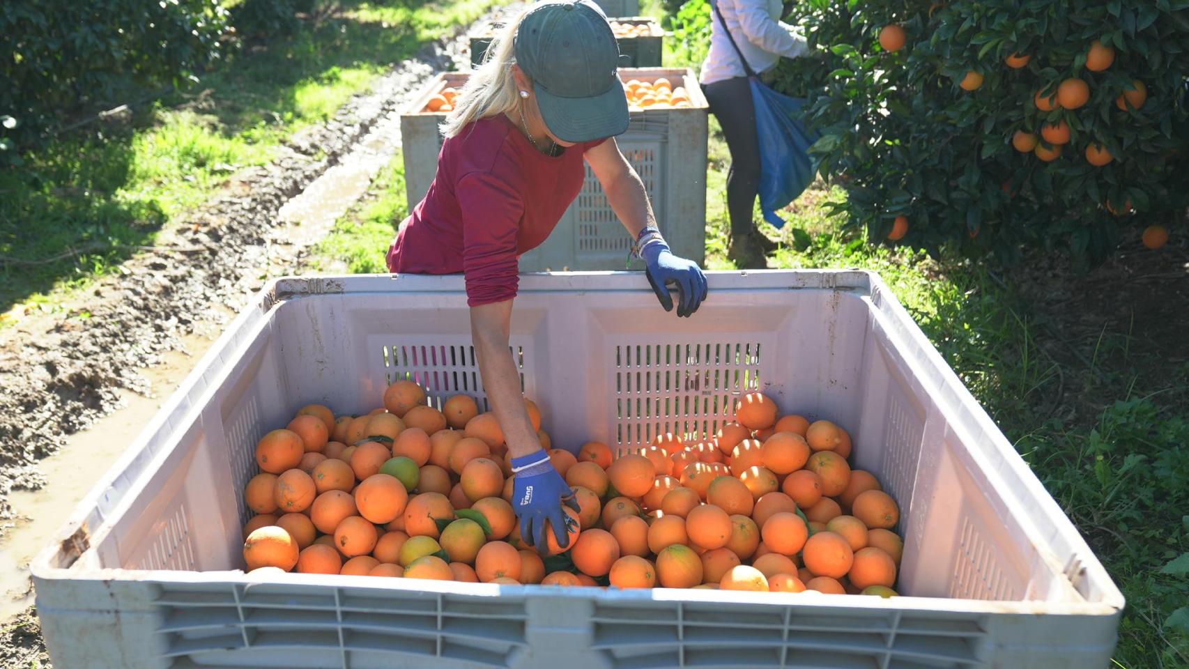 Naranjas cosechadas en territorio nacional