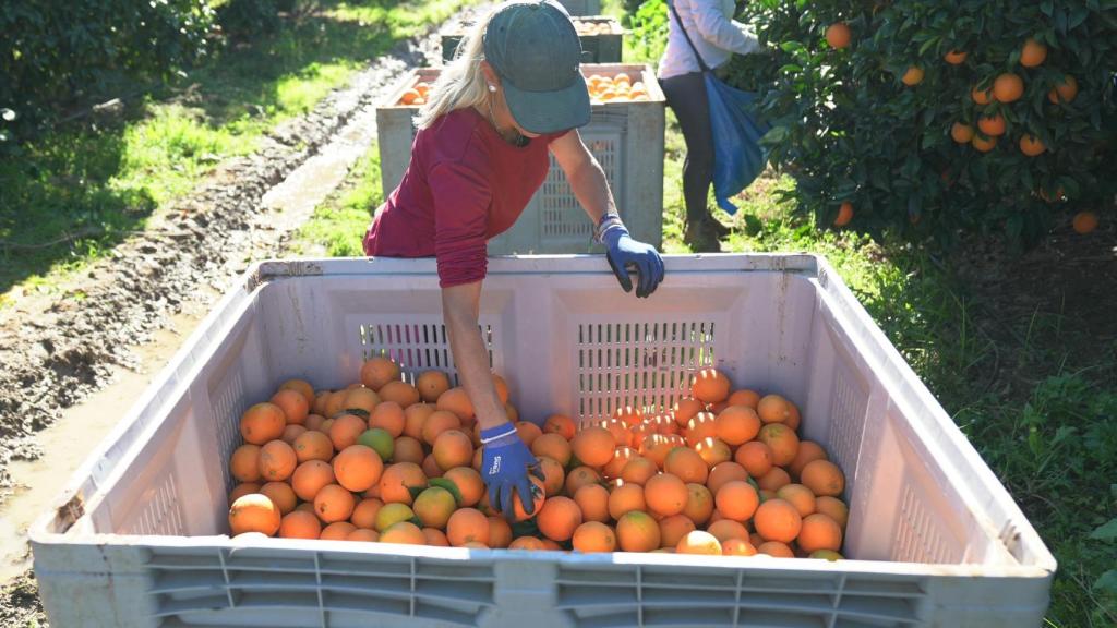 Naranjas cosechadas en territorio nacional