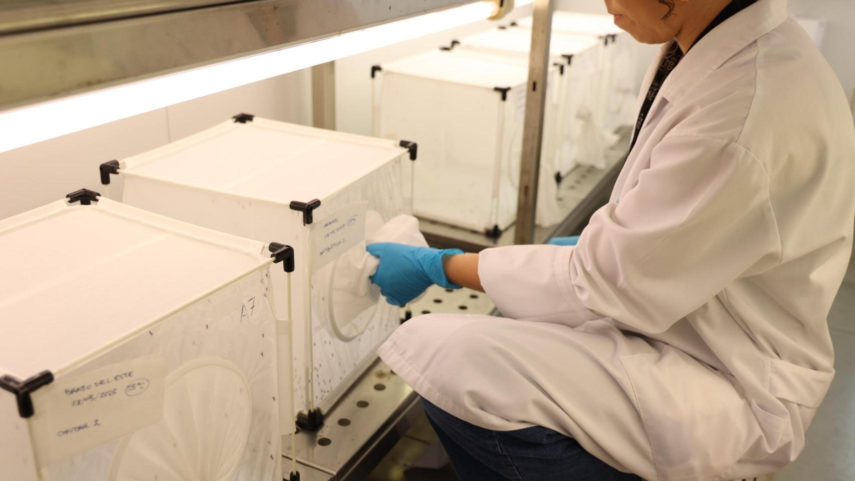 Imagen de una de las pruebas a mosquitos.