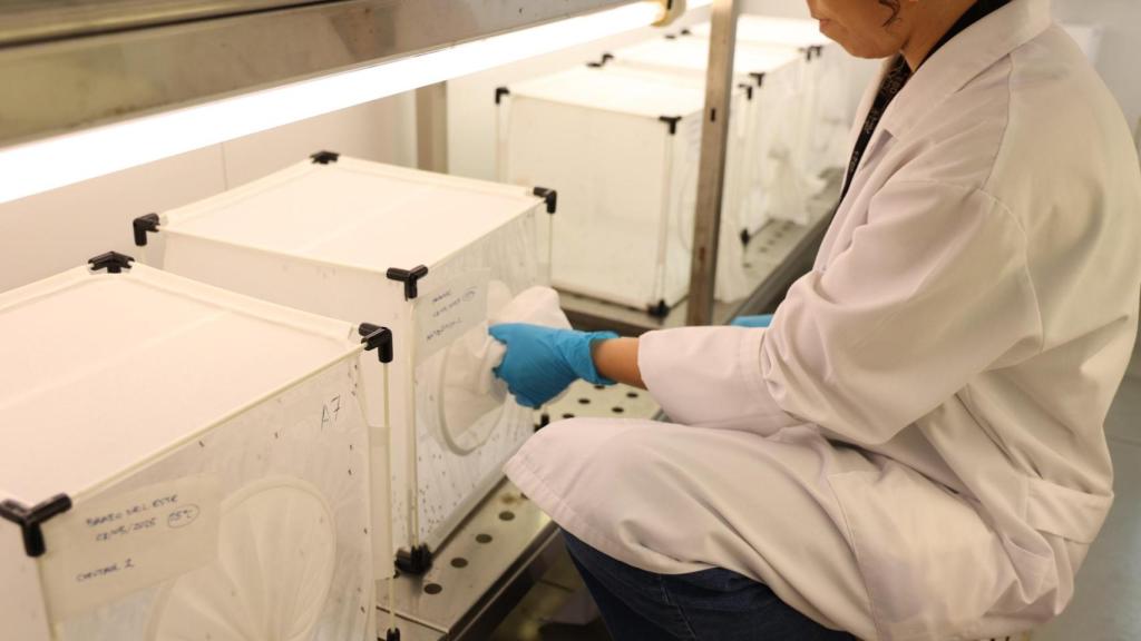 Imagen de una de las pruebas a mosquitos.