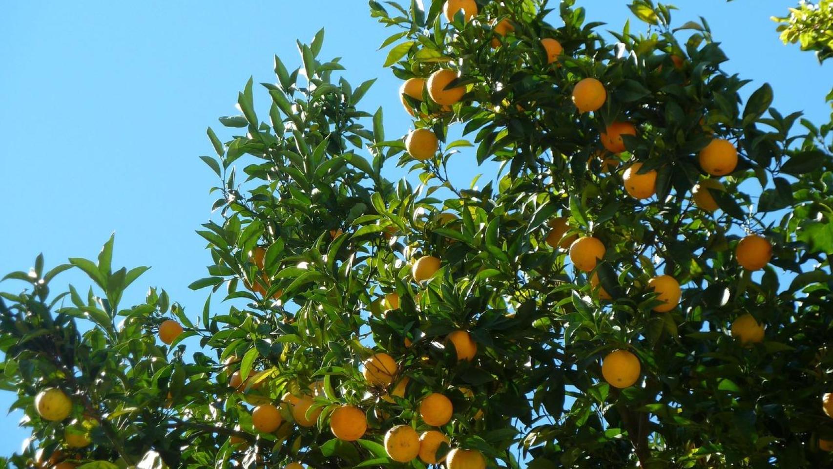 El naranjo es uno de los cultivos 'estrella' en España.