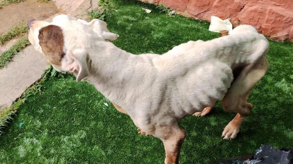 Imagen de la situación del perro sacrificado.