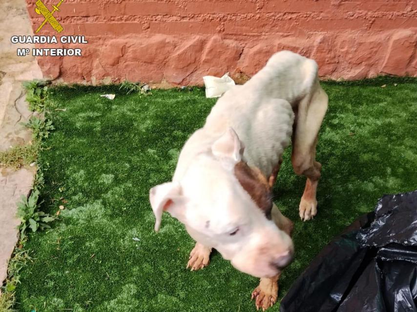 Situación en la que se encontraba el animal.