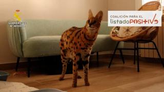 Tila, el serval hembra rescatado.