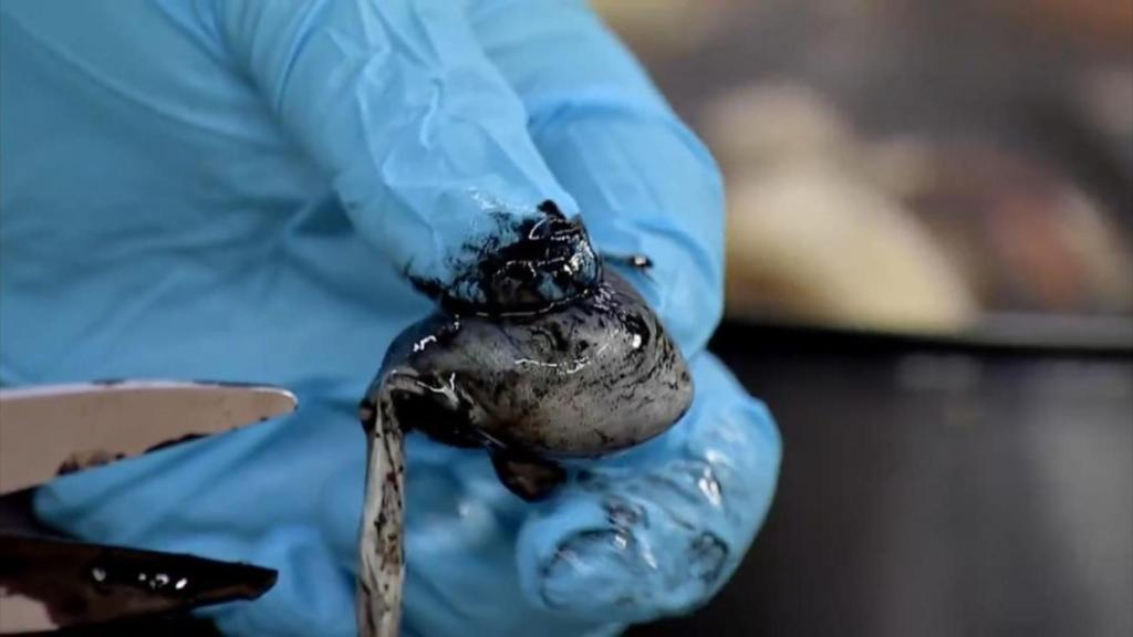 Bolsa de tinta fresca del choco